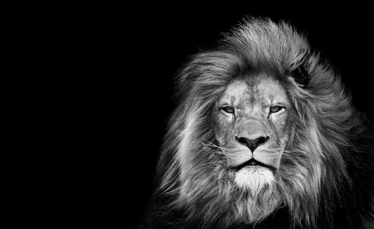 Unlock the Majesty of Jesus as the Lion of Judah